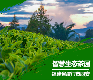 托普助力廈門同安試點生態(tài)茶園 以綠色發(fā)展引領(lǐng)鄉(xiāng)村振興